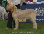 Filename=M-LatinSpirit.jpg
Filesize=65KiB
Dimensions=650x500
Date added=Sep 16, 2009 M-LatinSpirit.jpg