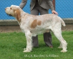 Filename=R-Schillaci.jpg
Filesize=69KiB
Dimensions=600x480
Date added=Sep 16, 2009 R-Schillaci.jpg
