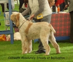 Filename=C-AbsolutelySteady.jpg
Filesize=74KiB
Dimensions=600x511
Date added=Sep 16, 2009 C-AbsolutelySteady.jpg