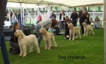Filename=Dog Lineup.jpg
Filesize=60KiB
Dimensions=600x367
Date added=Sep 16, 2009 Dog Lineup.jpg