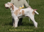 Filename=R-Merlino.jpg
Filesize=48KiB
Dimensions=700x500
Date added=Sep 16, 2009 R-Merlino.jpg