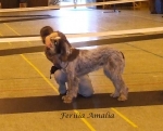 Filename=F-Amalia.jpg
Filesize=61KiB
Dimensions=726x588
Date added=Sep 16, 2009 F-Amalia.jpg
