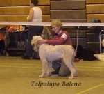 Filename=T-Balena.jpg
Filesize=54KiB
Dimensions=576x522
Date added=Sep 16, 2009 T-Balena.jpg