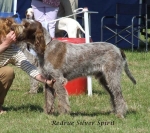 Filename=R-SilverSpirit.jpg
Filesize=89KiB
Dimensions=600x535
Date added=Sep 16, 2009 R-SilverSpirit.jpg