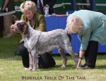 B-TrickOfTheTail.jpg