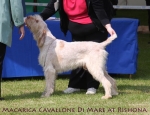Filename=M-CavalloneDiMare.jpg
Filesize=64KiB
Dimensions=650x500
Date added=Sep 16, 2009 M-CavalloneDiMare.jpg