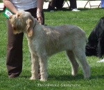 Filename=P-Guinevere.jpg
Filesize=77KiB
Dimensions=600x522
Date added=Sep 16, 2009 P-Guinevere.jpg