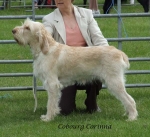 Filename=C-Corinna.jpg
Filesize=69KiB
Dimensions=600x549
Date added=Sep 16, 2009 C-Corinna.jpg