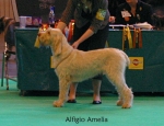 Filename=A-Amelia.jpg
Filesize=60KiB
Dimensions=650x500
Date added=Sep 16, 2009 A-Amelia.jpg