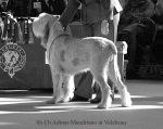 Filename=A-Mandriano.jpg
Filesize=57KiB
Dimensions=650x517
Date added=Sep 16, 2009 A-Mandriano.jpg