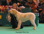 Filename=H-PinkGin.jpg
Filesize=55KiB
Dimensions=650x500
Date added=Sep 16, 2009 H-PinkGin.jpg