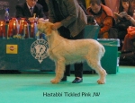 Filename=H-TickledPink.jpg
Filesize=56KiB
Dimensions=650x500
Date added=Sep 16, 2009 H-TickledPink.jpg
