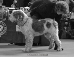Filename=O-Lionheart.jpg
Filesize=52KiB
Dimensions=650x505
Date added=Sep 16, 2009 O-Lionheart.jpg