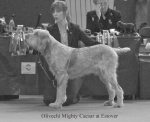 Filename=O-MightyCaesar.jpg
Filesize=58KiB
Dimensions=650x531
Date added=Sep 16, 2009 O-MightyCaesar.jpg
