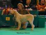 Filename=T-Balena.jpg
Filesize=57KiB
Dimensions=650x500
Date added=Sep 16, 2009 T-Balena.jpg