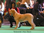 Filename=T-NewDawn.jpg
Filesize=61KiB
Dimensions=650x500
Date added=Sep 16, 2009 T-NewDawn.jpg