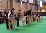 Filename=Vet Dog.JPG
Filesize=53KiB
Dimensions=600x429
Date added=Sep 16, 2009 Vet Dog.JPG