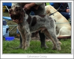 Filename=C-Cooey.jpg
Filesize=90KiB
Dimensions=759x612
Date added=Sep 16, 2009 C-Cooey.jpg