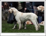 Filename=C-GingerSnap.jpg
Filesize=86KiB
Dimensions=758x596
Date added=Sep 16, 2009 C-GingerSnap.jpg