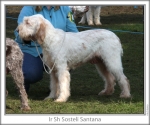 Filename=S-Santana.jpg
Filesize=106KiB
Dimensions=760x637
Date added=Sep 16, 2009 S-Santana.jpg