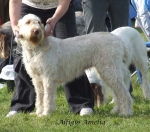 Filename=A-Amelia.jpg
Filesize=73KiB
Dimensions=600x531
Date added=Sep 16, 2009 A-Amelia.jpg
