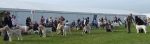 Filename=Dog Lineup.JPG
Filesize=135KiB
Dimensions=2023x600
Date added=Sep 16, 2009 Dog Lineup.JPG