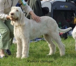 Filename=K-Qashqui.jpg
Filesize=70KiB
Dimensions=600x519
Date added=Sep 16, 2009 K-Qashqui.jpg