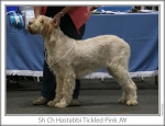 Filename=H-TickledPink.jpg
Filesize=88KiB
Dimensions=758x583
Date added=Sep 16, 2009 H-TickledPink.jpg