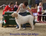 Filename=B-Alfetta.jpg
Filesize=86KiB
Dimensions=700x550
Date added=Sep 16, 2009 B-Alfetta.jpg