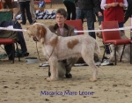 Filename=M-MareLeone.jpg
Filesize=82KiB
Dimensions=700x550
Date added=Sep 16, 2009 M-MareLeone.jpg