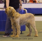Filename=M-LatinSpirit.jpg
Filesize=53KiB
Dimensions=600x586
Date added=Sep 16, 2009 M-LatinSpirit.jpg
