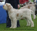Filename=A-Mandriano.jpg
Filesize=62KiB
Dimensions=600x506
Date added=Sep 16, 2009 A-Mandriano.jpg