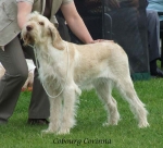Filename=C-Corinna.jpg
Filesize=61KiB
Dimensions=600x545
Date added=Sep 16, 2009 C-Corinna.jpg