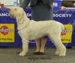 Filename=A-Amelia.jpg
Filesize=241KiB
Dimensions=600x506
Date added=Sep 16, 2009 A-Amelia.jpg