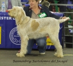 Filename=B-Bartolomeo.jpg
Filesize=263KiB
Dimensions=600x536
Date added=Sep 16, 2009 B-Bartolomeo.jpg