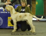 Filename=B-TigerByTheTail.jpg
Filesize=226KiB
Dimensions=600x475
Date added=Sep 16, 2009 B-TigerByTheTail.jpg