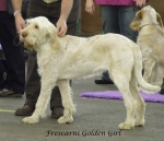 Filename=F-GoldenGirl.jpg
Filesize=236KiB
Dimensions=600x519
Date added=Sep 16, 2009 F-GoldenGirl.jpg