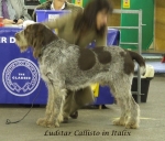 Filename=L-Callisto.jpg
Filesize=253KiB
Dimensions=600x512
Date added=Sep 16, 2009 L-Callisto.jpg