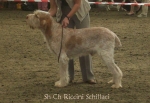 R-Schillaci.jpg