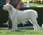 Filename=B-EcoDiMare.jpg
Filesize=58KiB
Dimensions=600x501
Date added=Sep 16, 2009 B-EcoDiMare.jpg