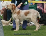 Filename=M-MareLeone.jpg
Filesize=74KiB
Dimensions=700x550
Date added=Sep 16, 2009 M-MareLeone.jpg