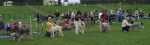 Filename=Dog lineup.JPG
Filesize=149KiB
Dimensions=1968x600
Date added=Sep 16, 2009 Dog lineup.JPG