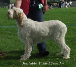 Filename=H-TickledPink.jpg
Filesize=66KiB
Dimensions=600x529
Date added=Sep 16, 2009 H-TickledPink.jpg