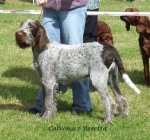 Filename=C-Beretta.jpg
Filesize=101KiB
Dimensions=600x562
Date added=Sep 16, 2009 C-Beretta.jpg