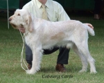 Filename=C-Carlo.jpg
Filesize=58KiB
Dimensions=600x481
Date added=Sep 16, 2009 C-Carlo.jpg