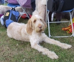 Filename=Evie.JPG
Filesize=90KiB
Dimensions=600x502
Date added=Sep 16, 2009 Evie.JPG