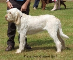 Filename=F-GoldenGirl.jpg
Filesize=81KiB
Dimensions=600x502
Date added=Sep 16, 2009 F-GoldenGirl.jpg