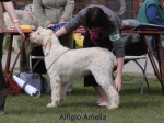 Filename=A-Amelia.jpg
Filesize=60KiB
Dimensions=600x450
Date added=Sep 16, 2009 A-Amelia.jpg