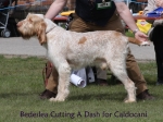 Filename=B-CuttingADash.jpg
Filesize=64KiB
Dimensions=600x450
Date added=Sep 16, 2009 B-CuttingADash.jpg