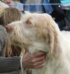 Filename=Ciro2b.JPG
Filesize=66KiB
Dimensions=600x631
Date added=Sep 16, 2009 Ciro2b.JPG